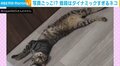 写真!?不思議なポーズで寝転がる猫 普段のダイナミックな動きとのギャップに反響