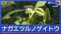 “史上最悪の侵略的植物”ナガエツルノゲイトウ　群馬県でも初確認