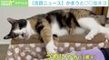 どっちニャの? 気まぐれな猫をほったらかした結果…怒った顔もかわいい!