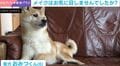 チークブラシでほっぺポンポン→柴犬ブチ切れに「そんなに怒らんでも」「スッピンが1番なのかもしれません」の声