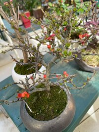 小川菜摘『梅とさくらんぼ』