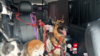 【映像】犬9匹とドライブする様子