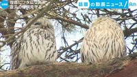 話題の動画ニュース - 厚真にフクロウ再来 震災の復興見守る(12日配信) | 動画視聴は【Abemaビデオ(AbemaTV)】