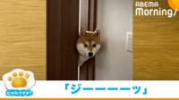 【映像】扉からジーっと見つめる柴犬