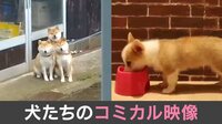【映像】3匹の柴犬が一致団結