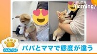 【映像】露骨に嫌そうな表情を見せるコーギー