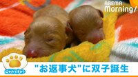 双子の兄妹犬誕生！抱き合って眠る姿に悶絶の声