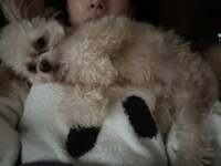 ノンスタイル井上嫁『毎朝のように』