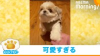 【映像】飛び上がって必死に“お手”をする犬