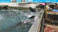 【映像】水槽で荒ぶるハマチの様子