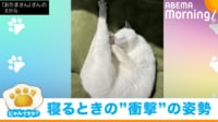 【映像】「キャットタワーで見かけた謎の物体」独特な体勢で寝ている猫