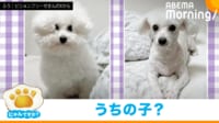 【映像】ほわほわ毛並みの犬のビフォーアフター