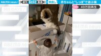 【映像】赤ちゃんをモフモフ尻尾であやす猫