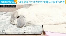 「天才じゃん！」“冷え冷え”と“ポカポカ”を使いこなすウサギが「頭寒足熱ができていて賢い！」と話題