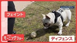 ボールは絶対とめる！　左右ジャンプで徹底ガード　完璧にディフェンスするワンちゃん