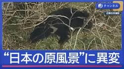 泣く泣く柿の木を伐採…クマ出没で仕方なく　“日本の原風景”に異変