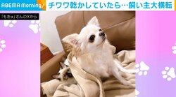 専用ボックスに猫が“不法侵入”！不満気な表情を見せるチワワの姿が「泣きそうな顔してるw」「思わず笑っちゃいました」と話題