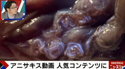 寄生虫「アニサキス」の動画が大バズり！白い糸のような見た目にハマる人続出「くるっとなっていてカワイイ」「見ているとホッコリする」との声も
