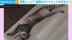 写真!?不思議なポーズで寝転がる猫 普段のダイナミックな動きとのギャップに反響