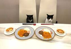  藤あや子、ワンプレートにぎっしり並べた手料理を公開「おいしそう」の声 