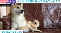 チークブラシでほっぺポンポン→柴犬ブチ切れに「そんなに怒らんでも」「スッピンが1番なのかもしれません」の声