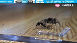 一瞬すぎて…クモが蚊を捕獲する貴重映像が話題 「スローで見てもよくわからない」と驚きの声