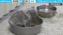 ママがいない！パニック状態のコアラに「かわいすぎて涙出そう」「お店で親とはぐれた時を思い出した」と反響