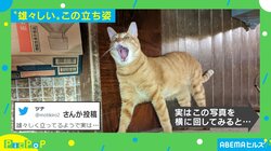 “雄々しく立つ猫”にしか見えない… 「トリックアート」な1枚に「スマホ横にしても見えん」「段ボール見るまで気付かなかった」と反響続々！