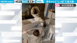 赤ちゃんをモフモフ尻尾であやす猫 溢れ出る優しさにほっこり