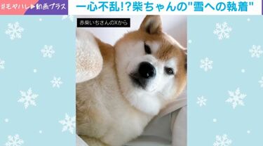 雪玉を見つけると“豹変”…柴犬が一心不乱になる姿に「仕留めに来てる