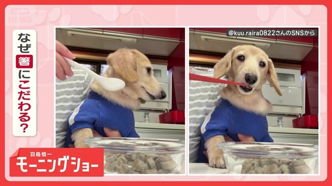 スプーンはNG！お箸でアーン「いただきワン」　お箸にこだわるワンちゃん　なぜ？ 1枚目
