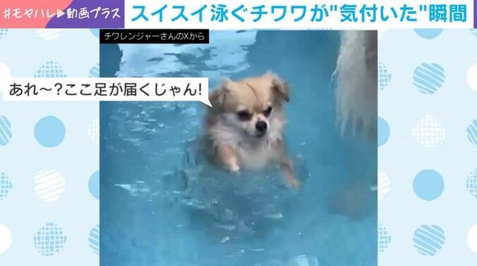 立ち尽くすジャーマン君