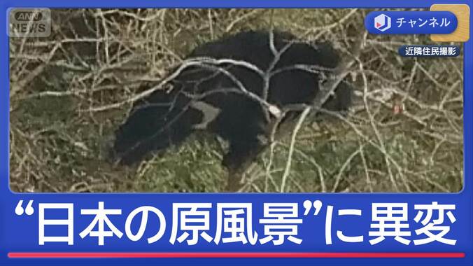 泣く泣く柿の木を伐採…クマ出没で仕方なく　“日本の原風景”に異変 1枚目