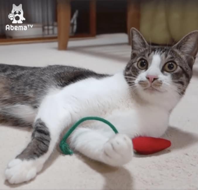 「お手できるにゃ！」 柴犬2匹と暮らす猫ミルキーの芸に才能を感じる 1枚目