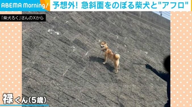 柴犬の禄くん