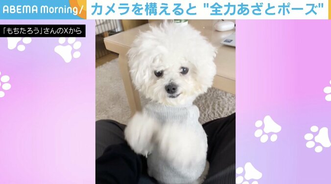 もちたろうくん