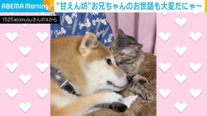 柴犬の「春陽くん」、猫の「つくし」ちゃん