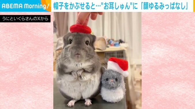 チンチラのいくらちゃん