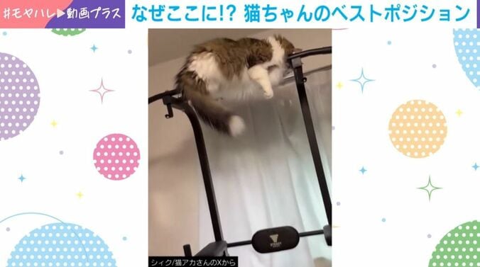 ノルウェージャンフォレストキャットのシィクくん（6歳）