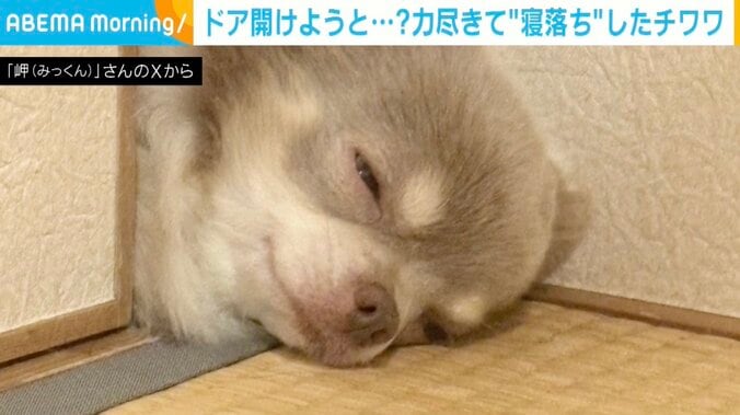 チワワの岬くん