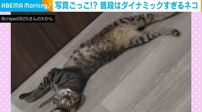 猫のおこめくん（6歳）