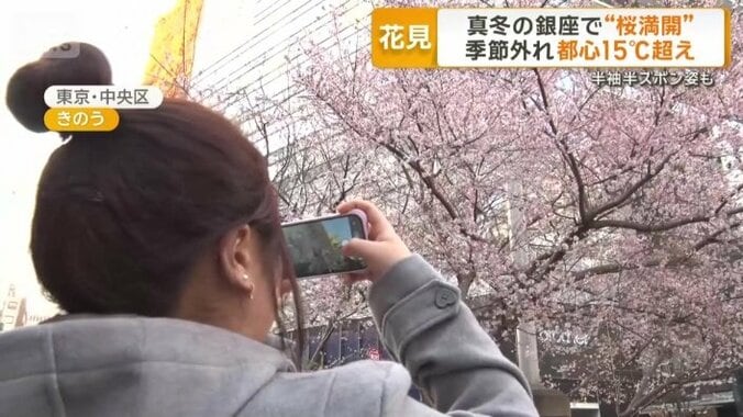 咲き誇っていたのは“桜”