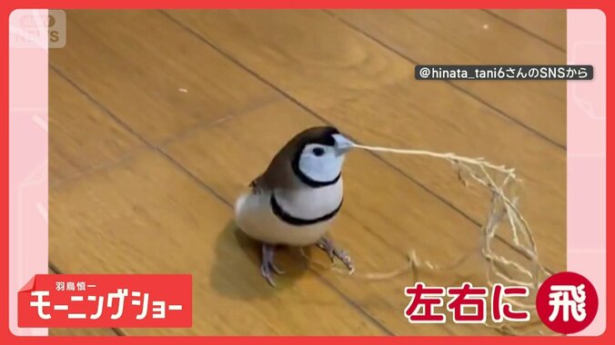 まるで神主　厄よけするスズメさん　草くわえて左右にピョンピョン　おはらいしてる？ 1枚目