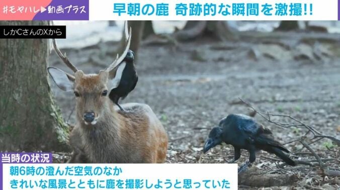 シカ