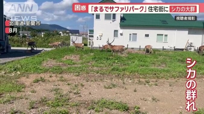 住宅街にシカの群れ