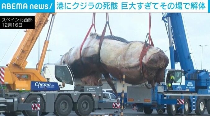 “巨大クジラ”をクレーンで運ぶ様子