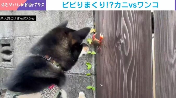 柴犬のおこげくんとカニ