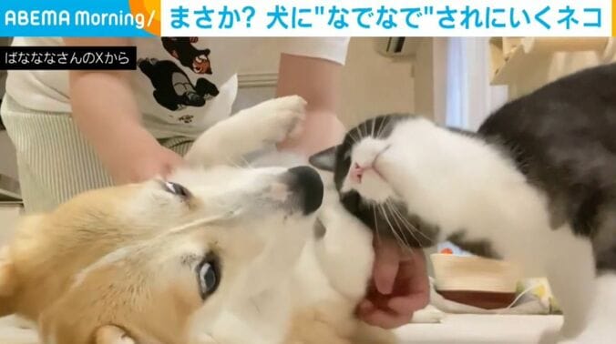 あんずちゃんとちくわぶちゃん