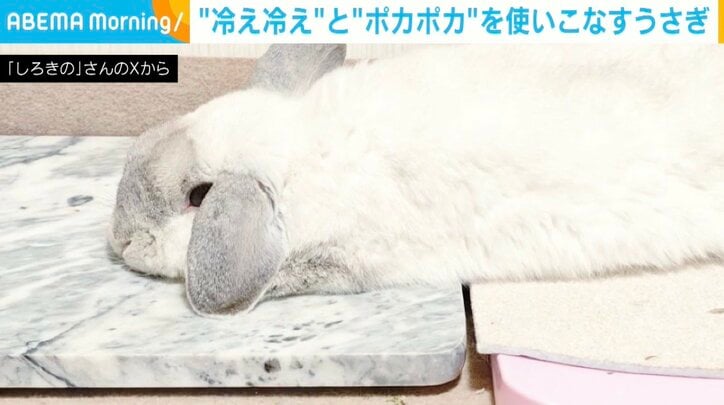 ウサギのロップイヤー・しろくん