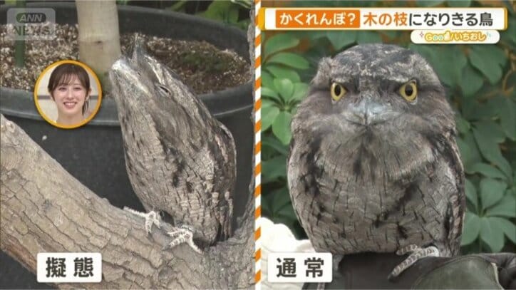 普段の姿は？